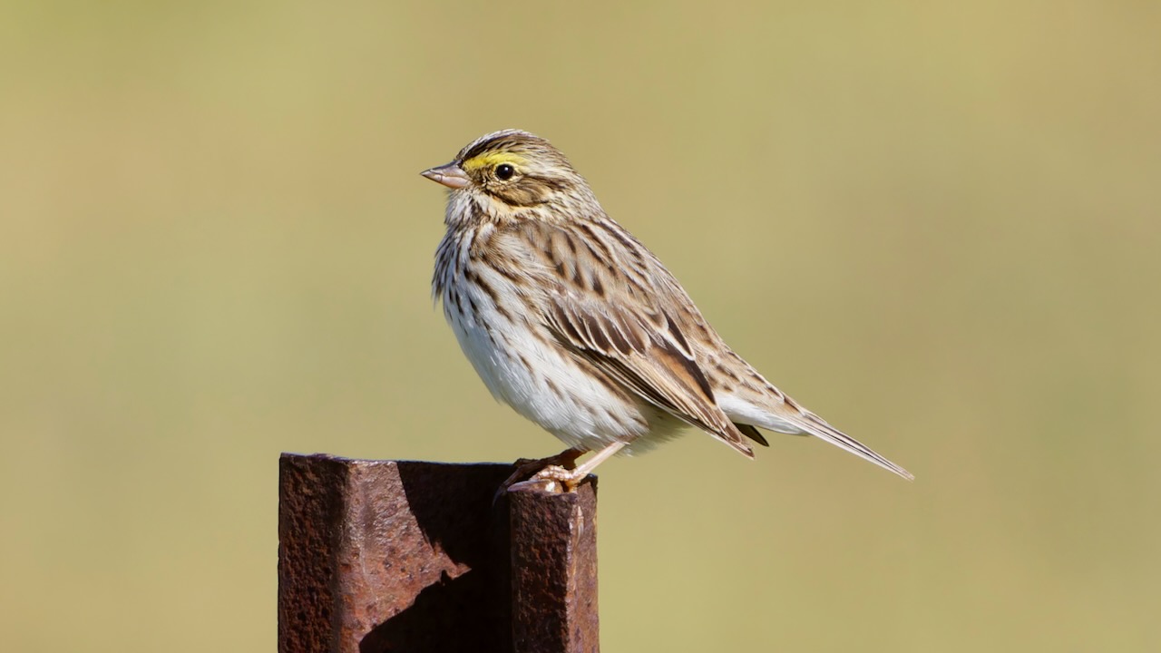 Savannah Sparrow