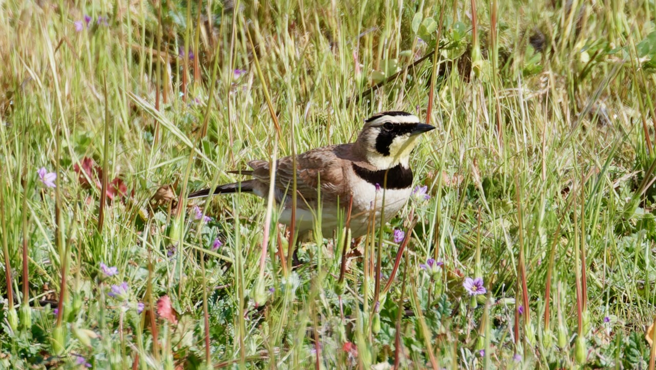 Horned Lark