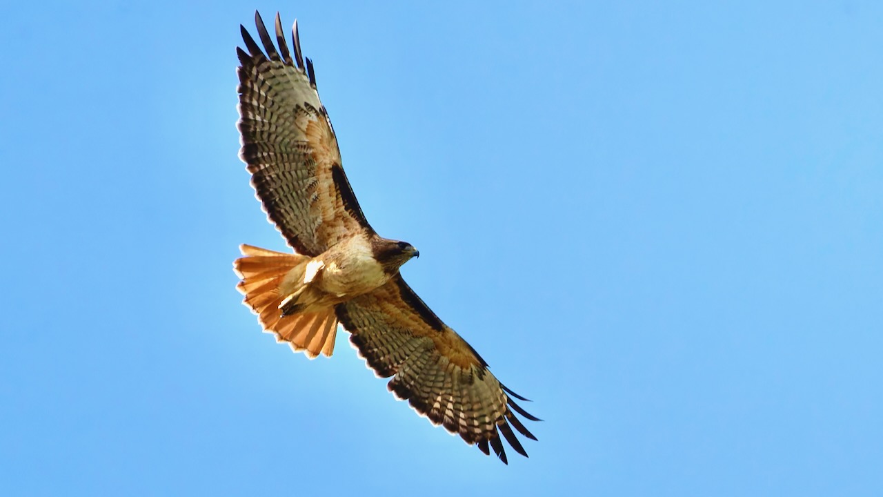 Red-tailed Hawk