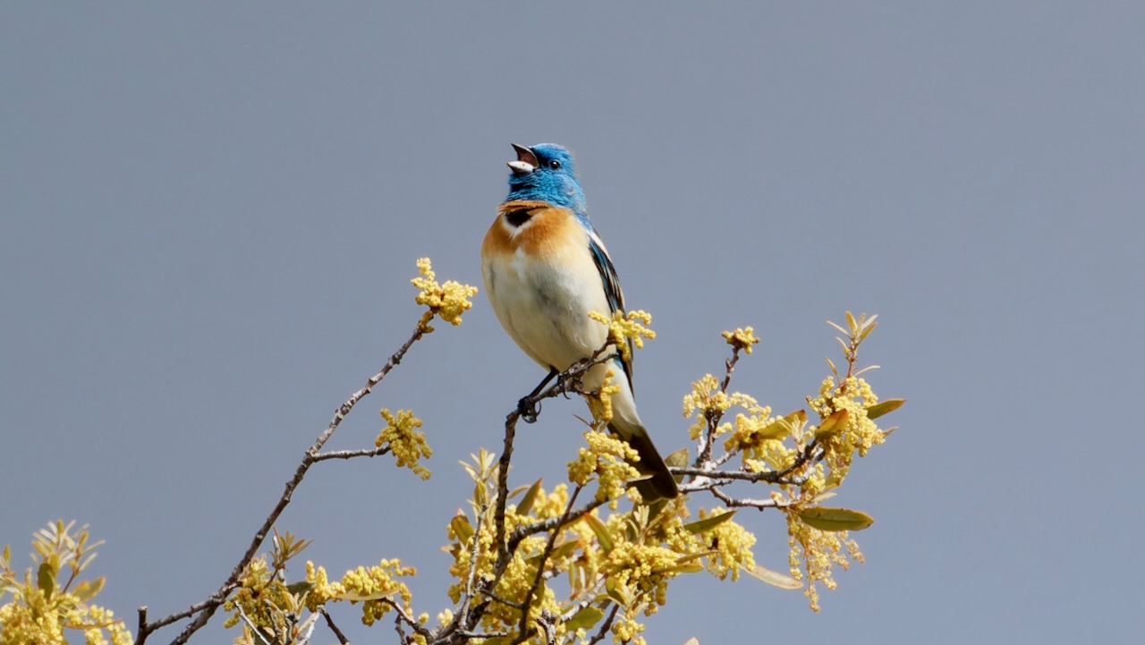 Lazuli Bunting