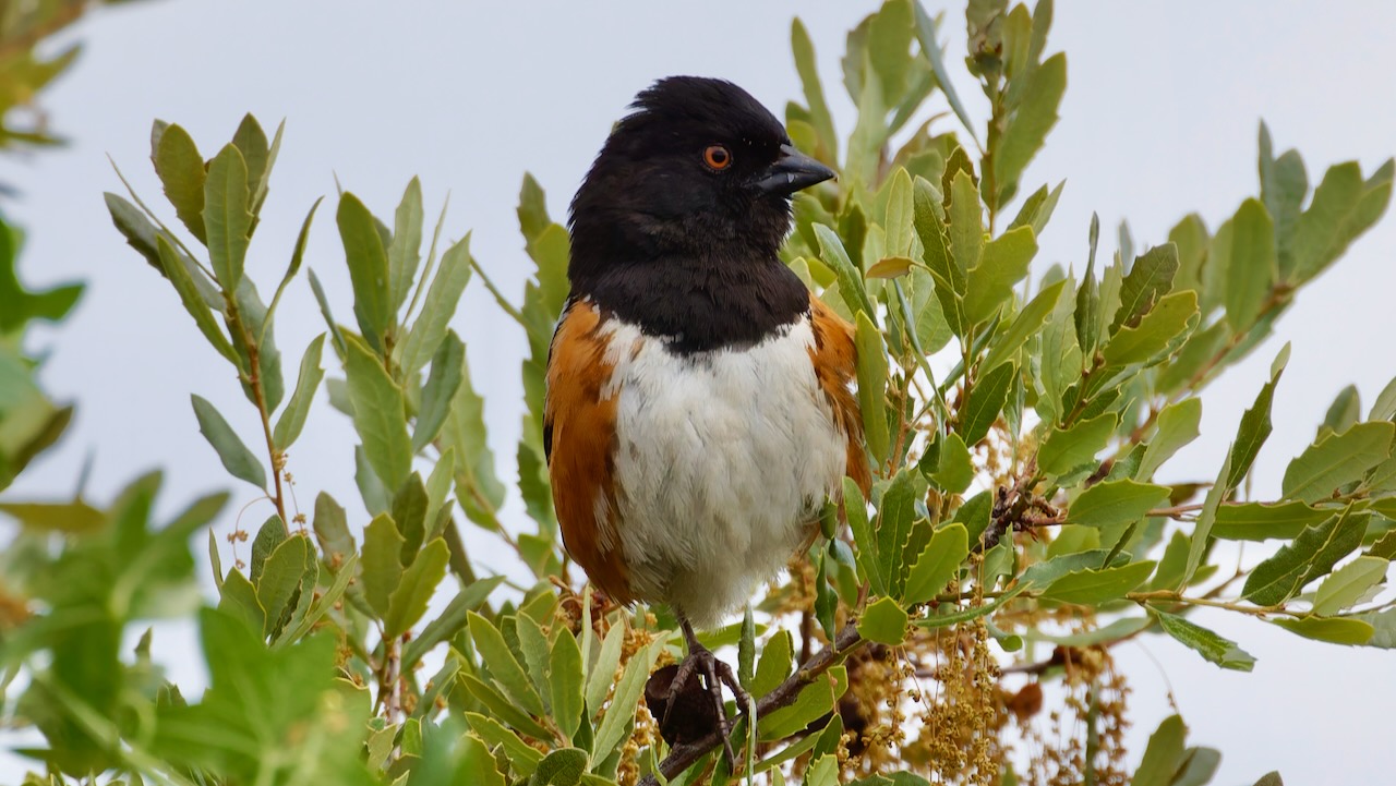 Spotted Towhee
