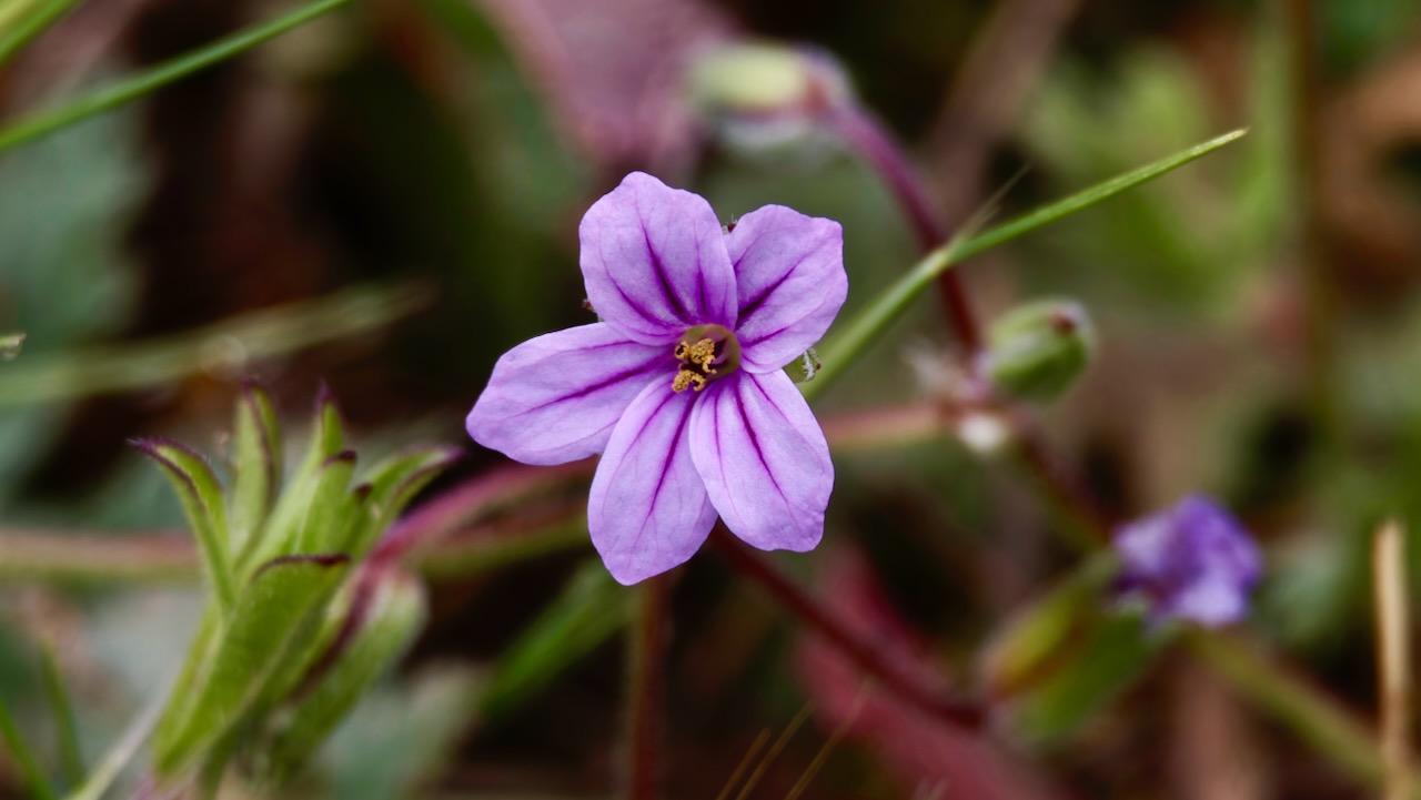 Wild geranium