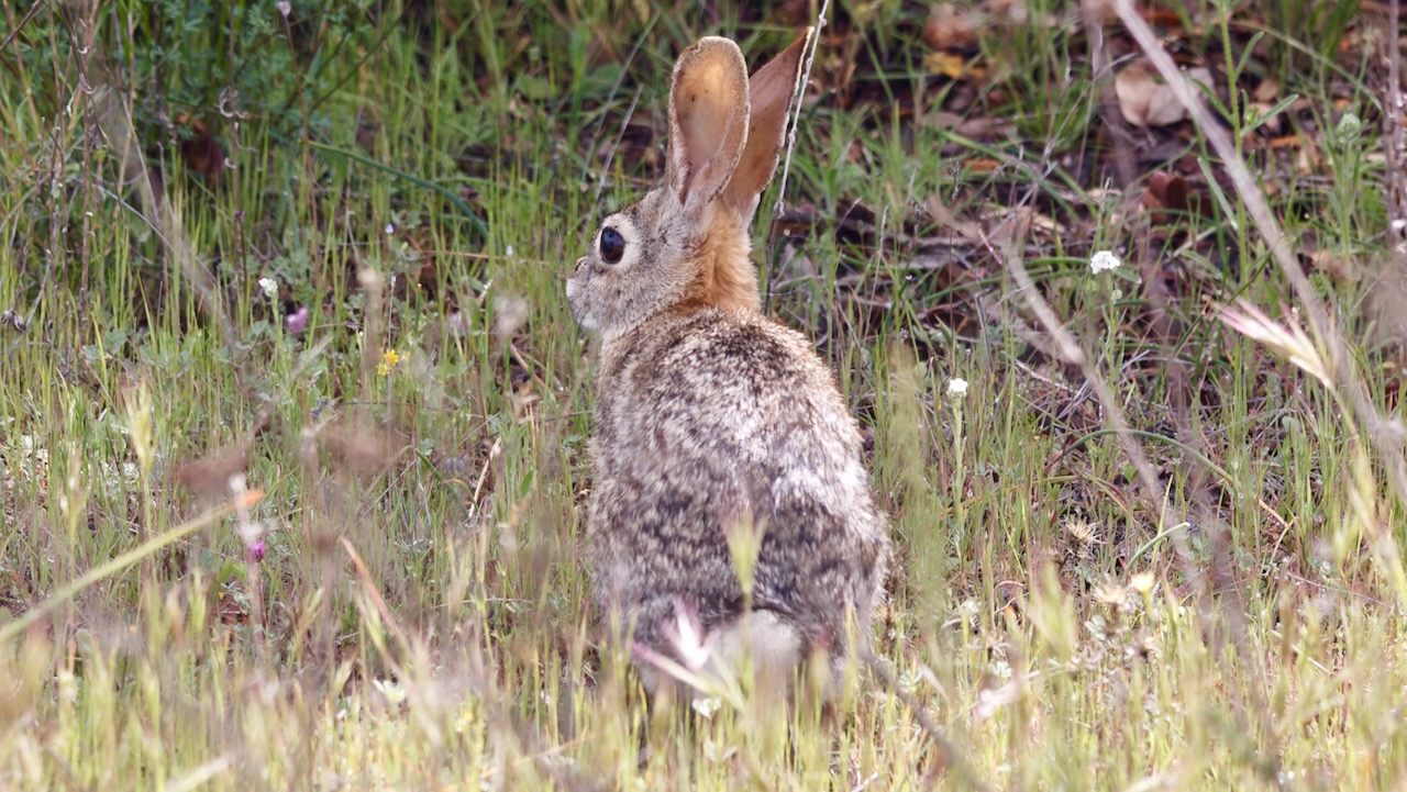 Desert Cottontail