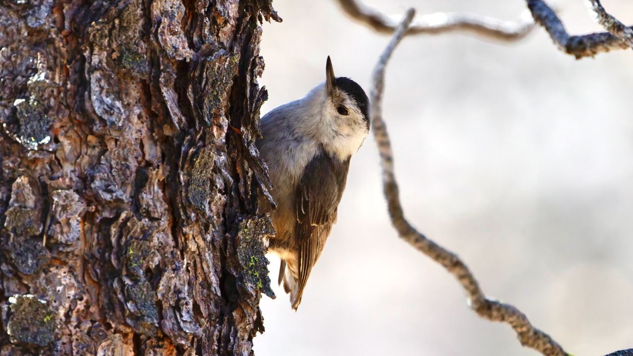 White-breasted Nuthatch