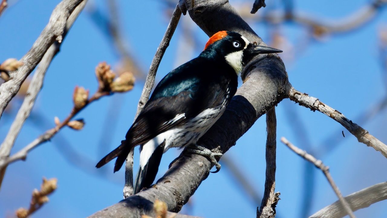 Acorn Woodpecker