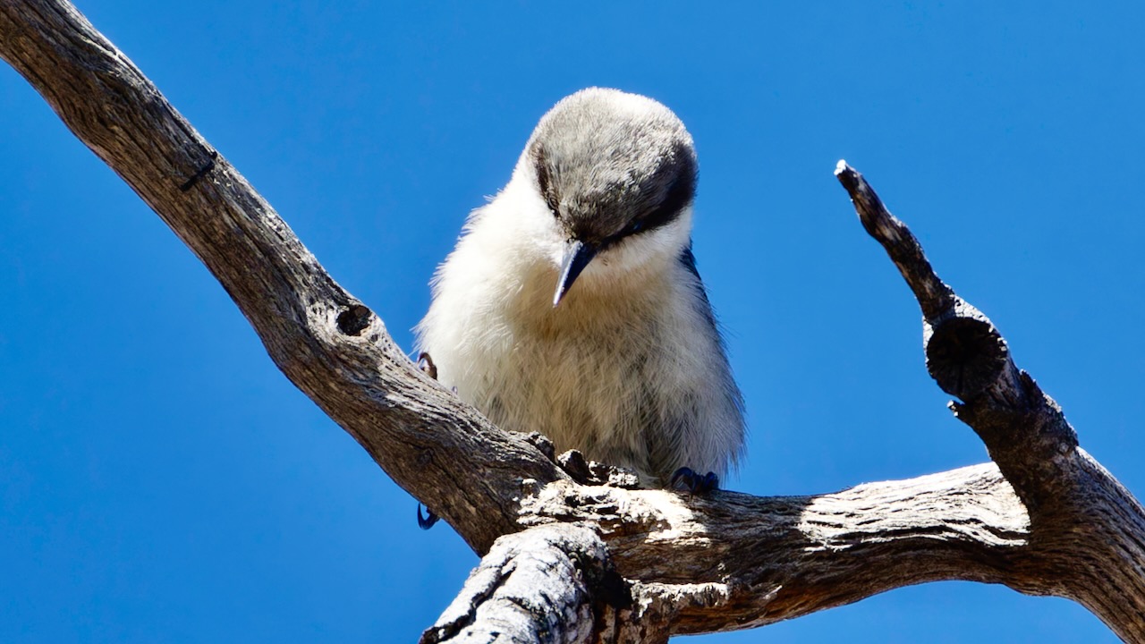 Pygmy Nuthatch