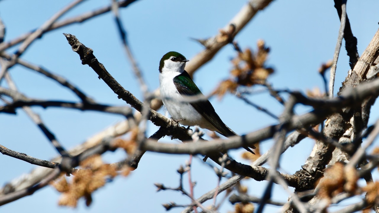 Violet-green Swallow
