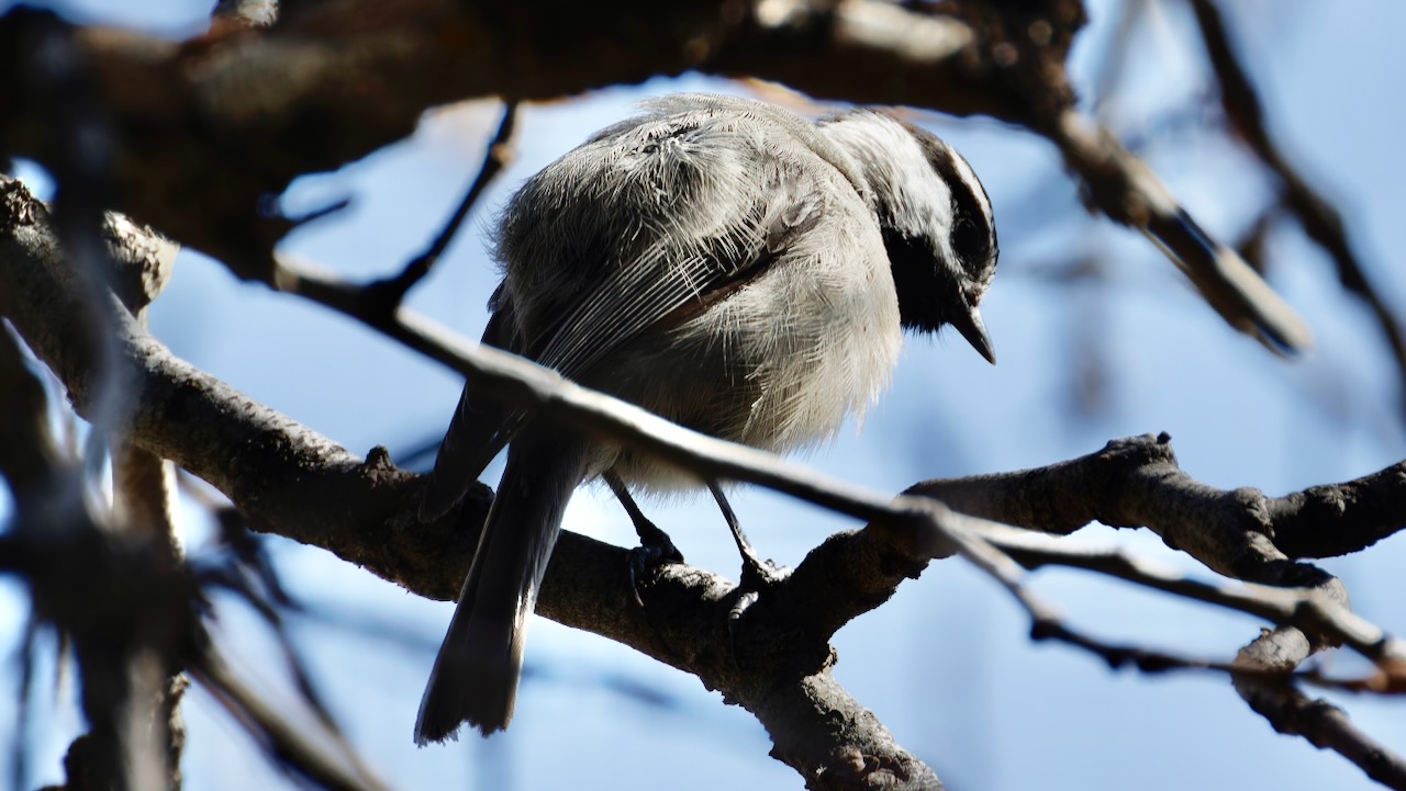 Mountain Chickadee