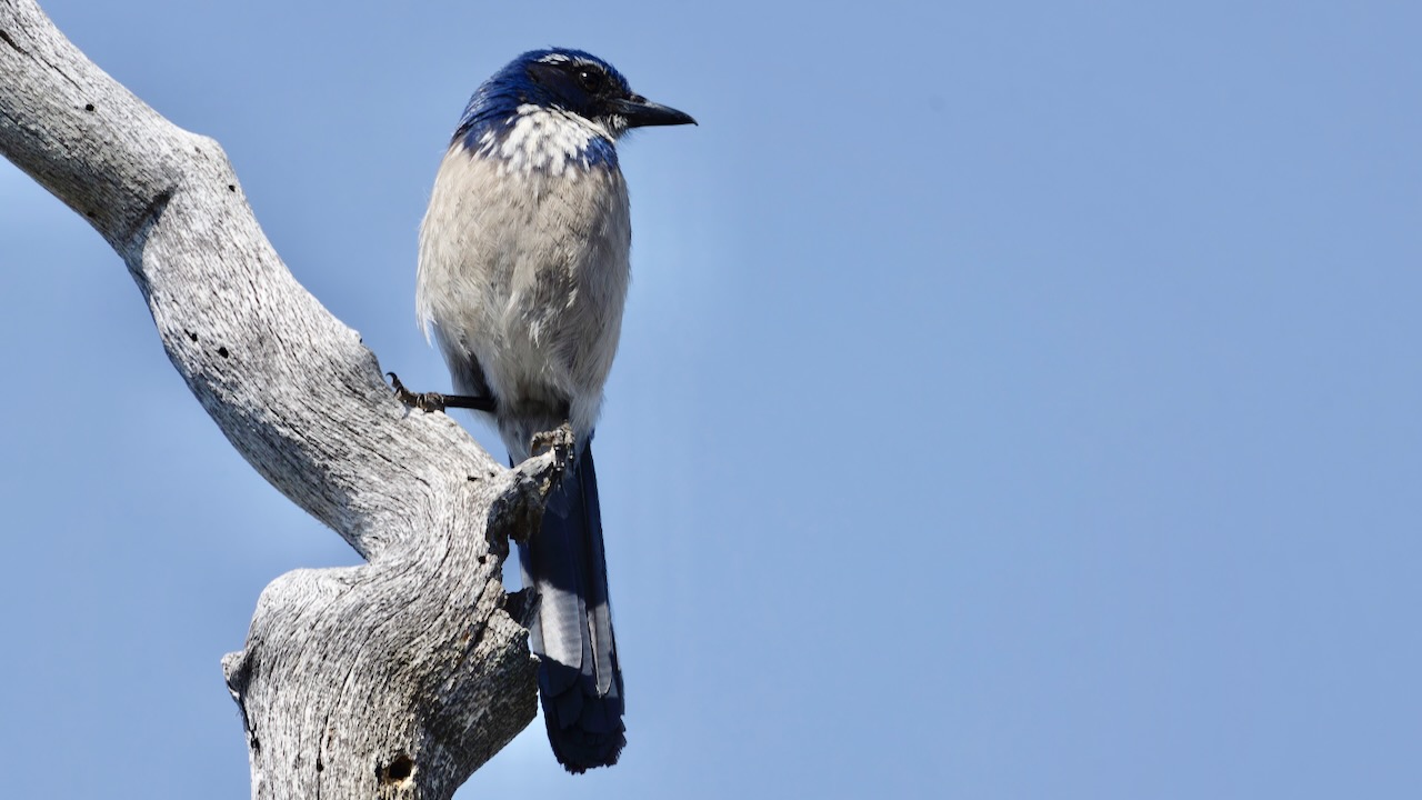 California Scrub-jay