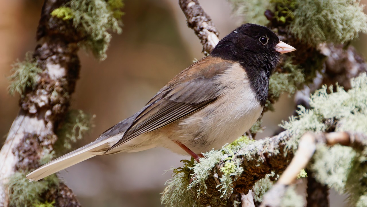 Dark-eyed Junco