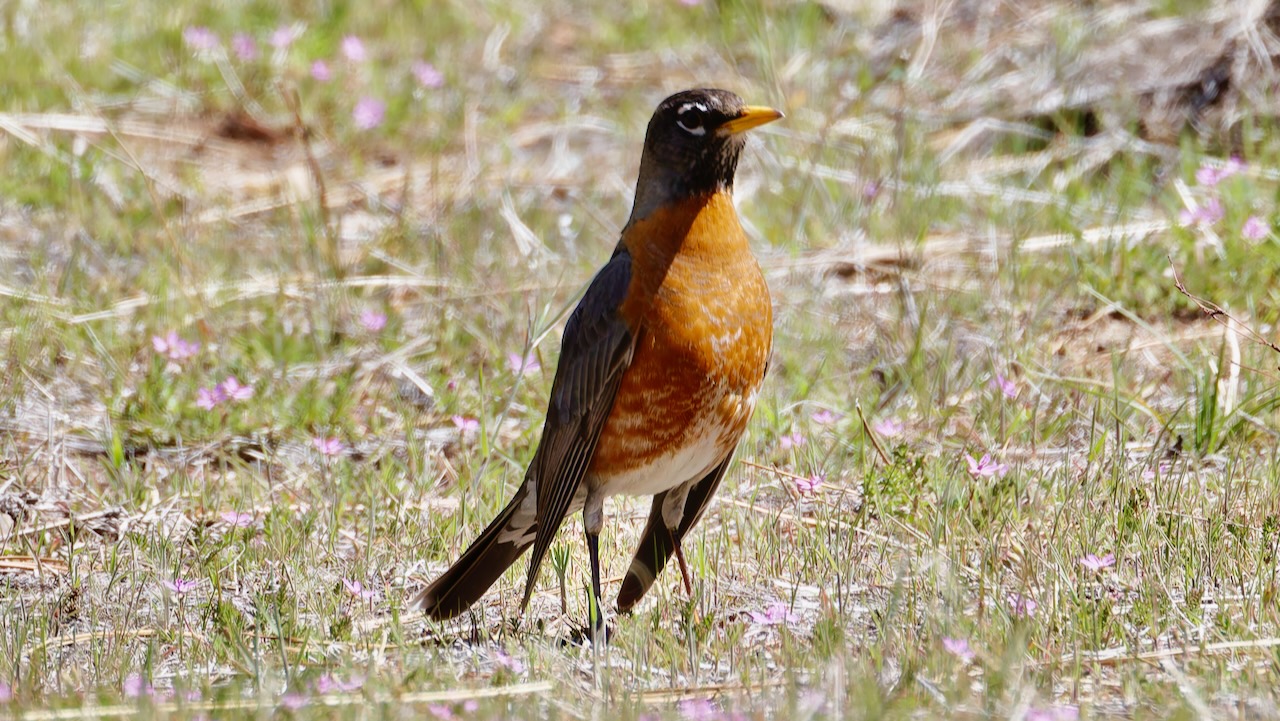 American Robin
