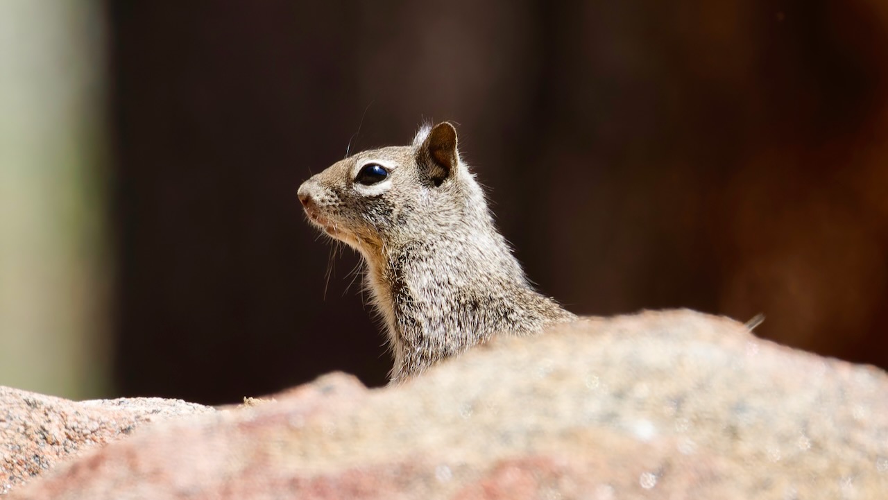 Squirrel