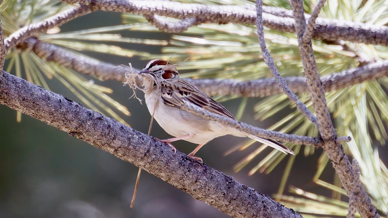 Lark Sparrow