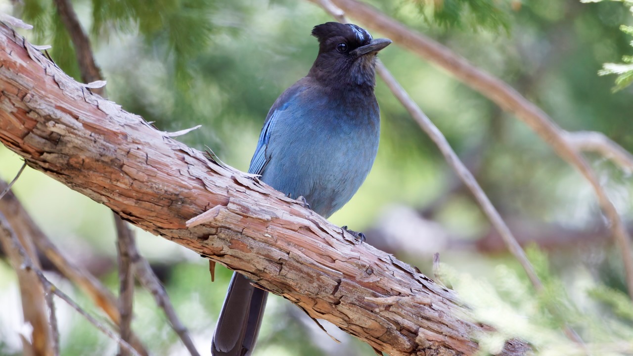 Steller's Jay