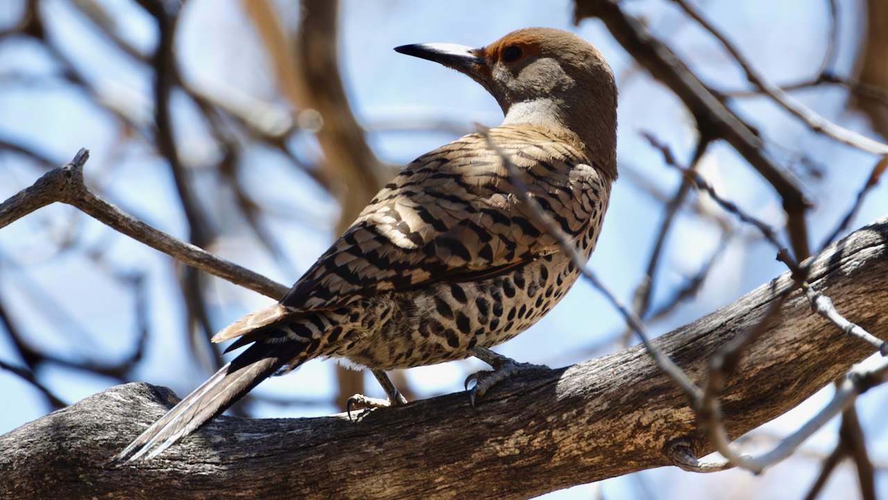 Northern Flicker