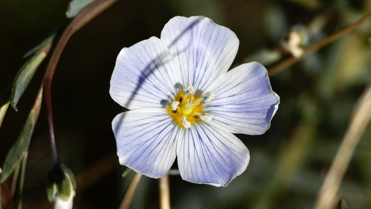 Lewis's flax