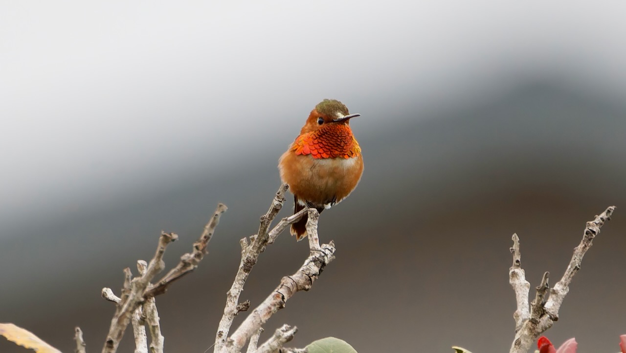 Allen’s Hummingbird