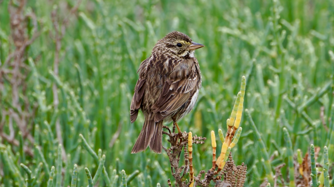 Savannah Sparrow