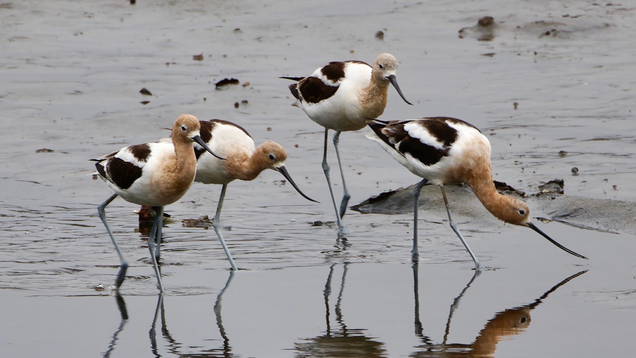 American Avocets