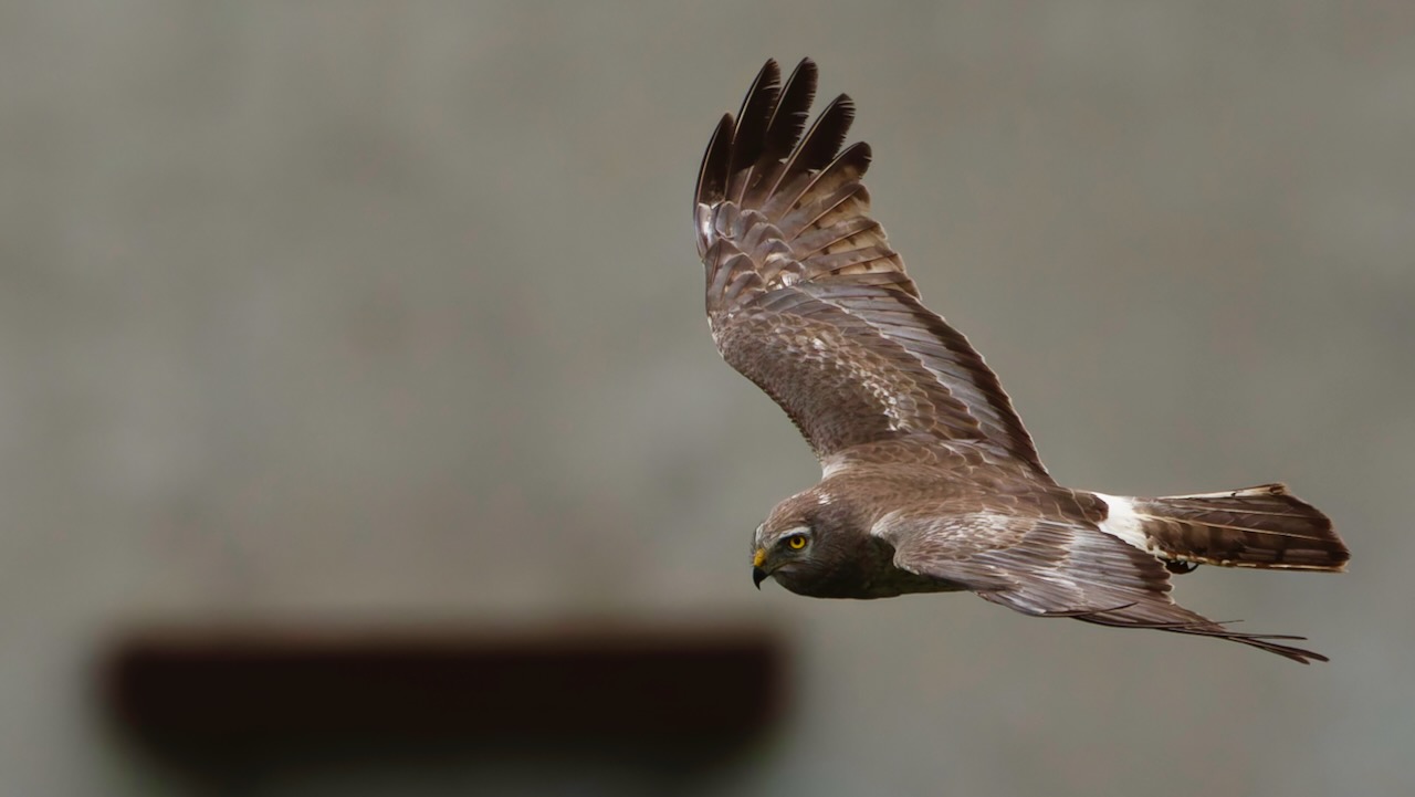 Northern Harrier