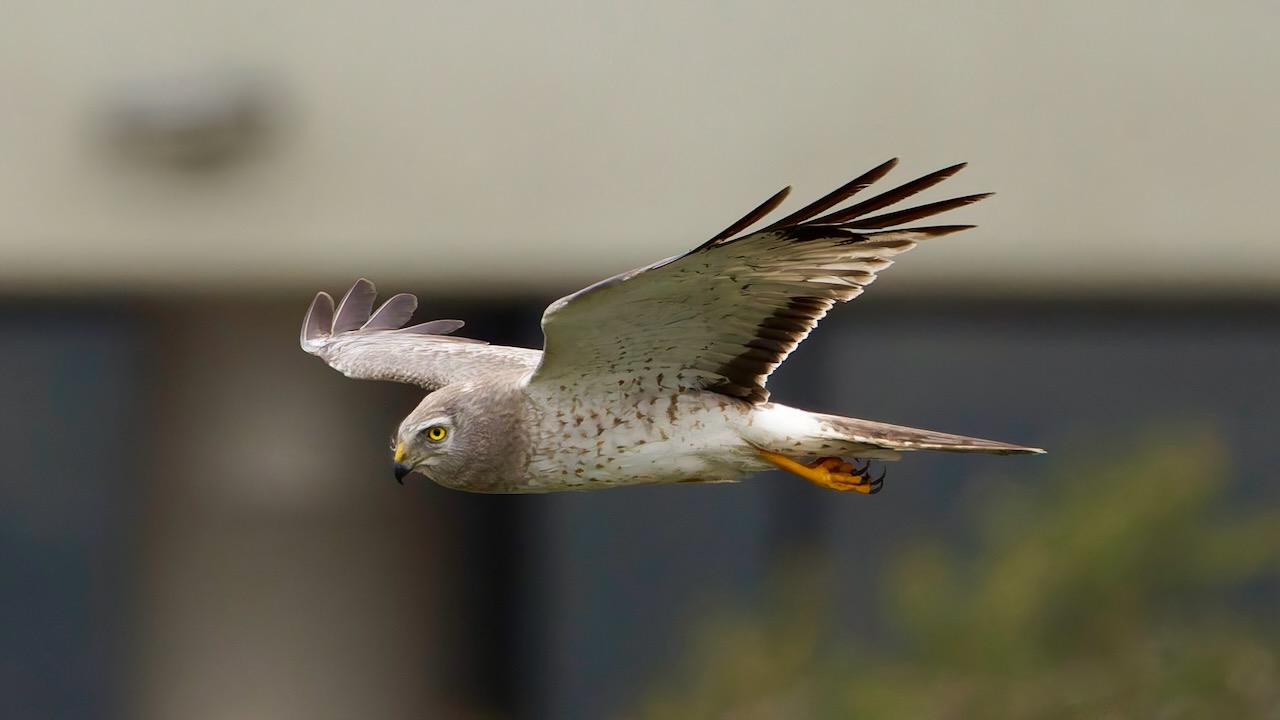 Northern Harrier