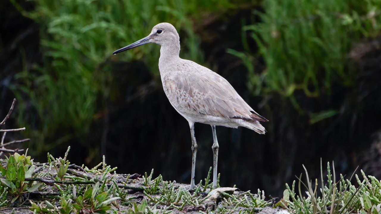 Willet