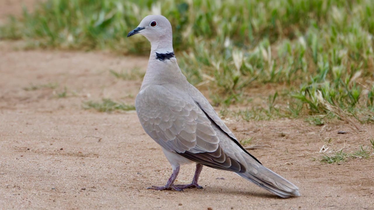 Eurasian Collared-Dove