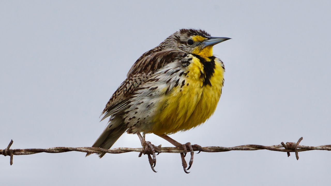 Western Meadowlark
