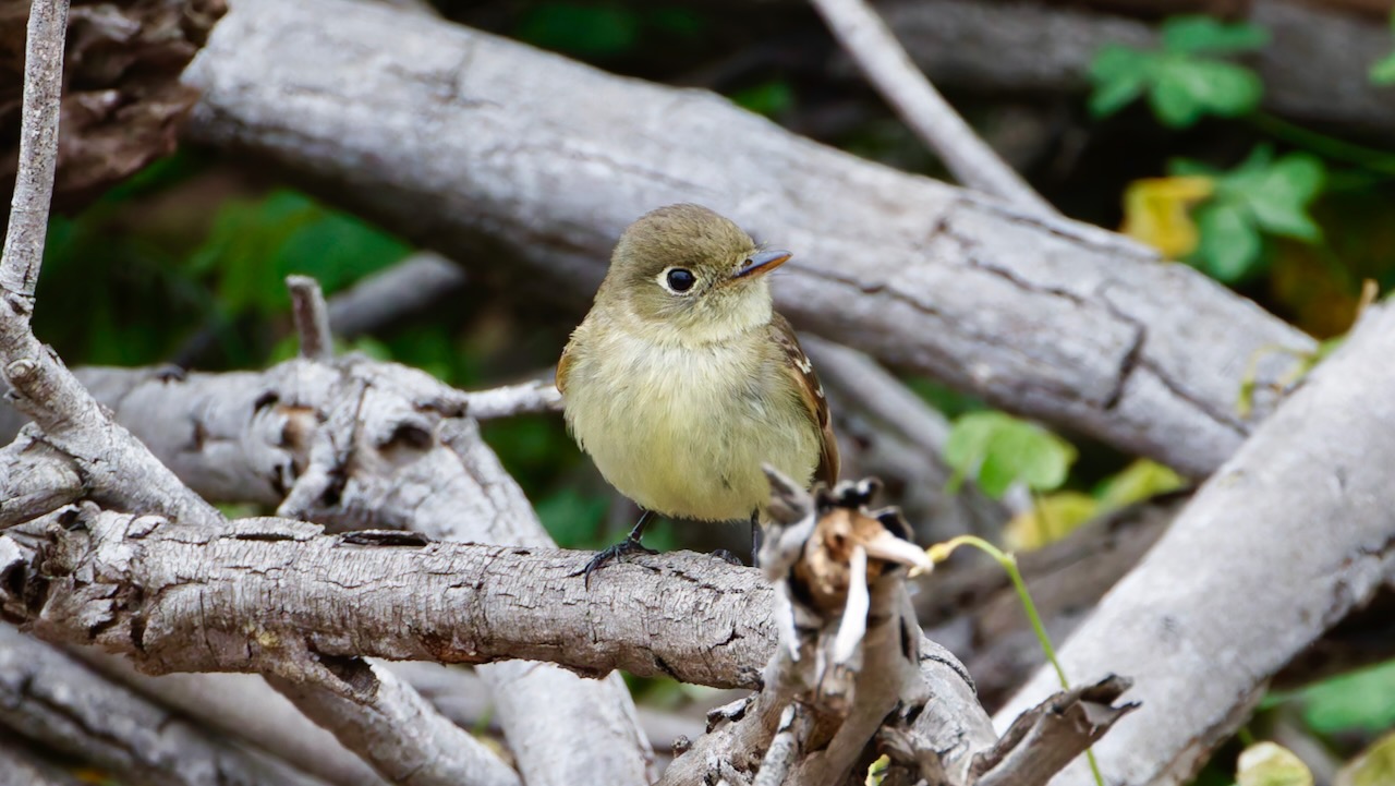 Western Flycatcher