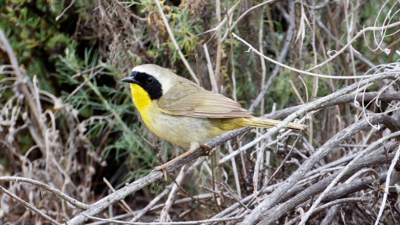 Common Yellowthroat