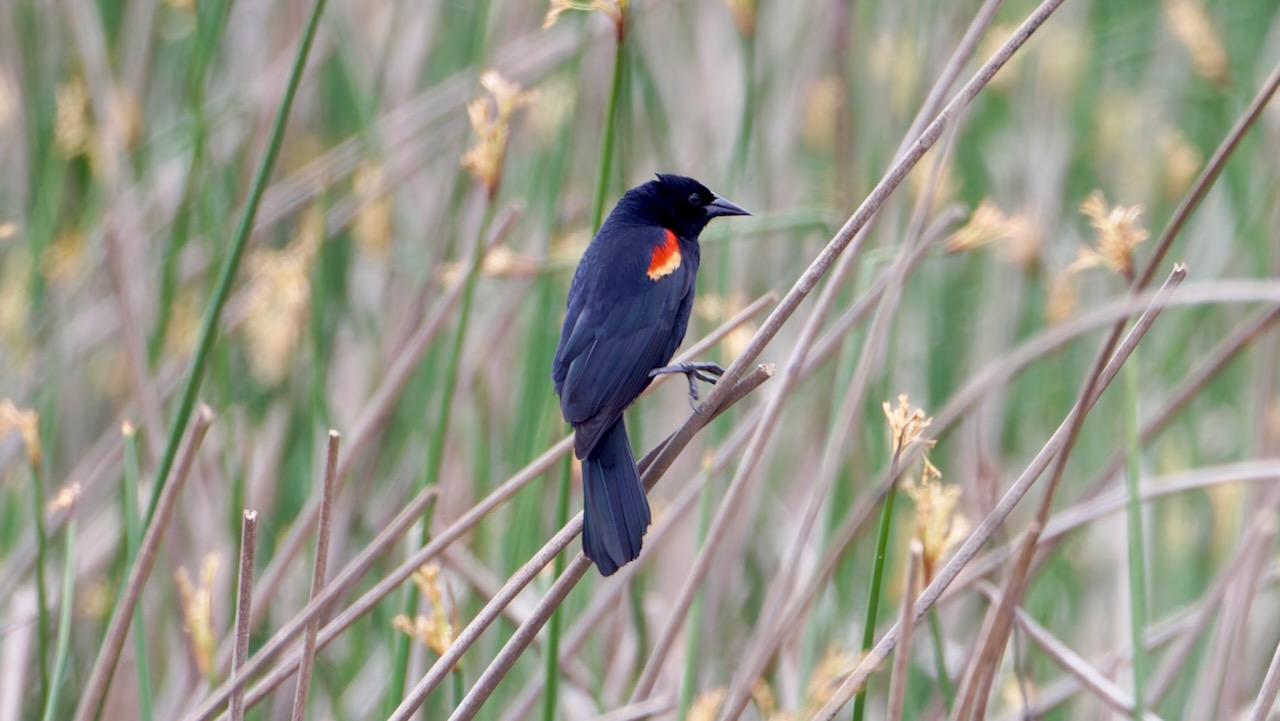 Red-winged Blackbird