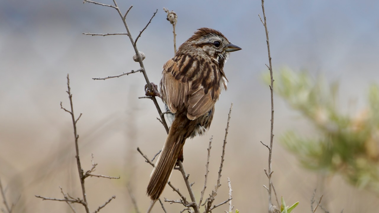 Song Sparrow