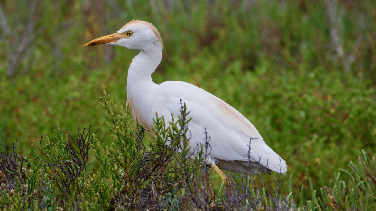 Western Cattle-Egret