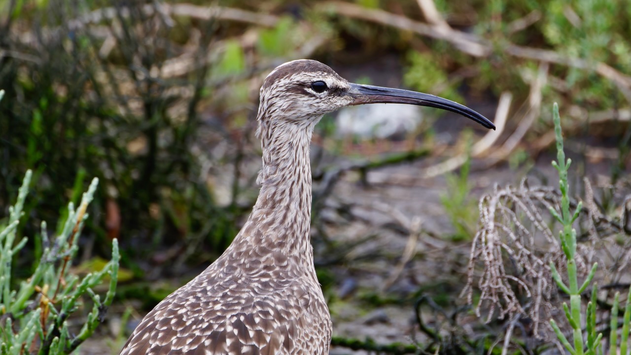 Whimbrel