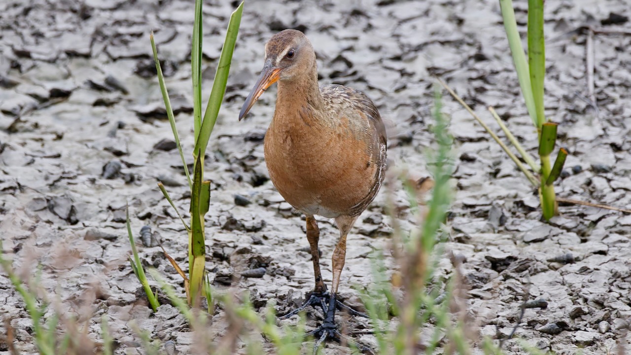 Ridgway’s Rail