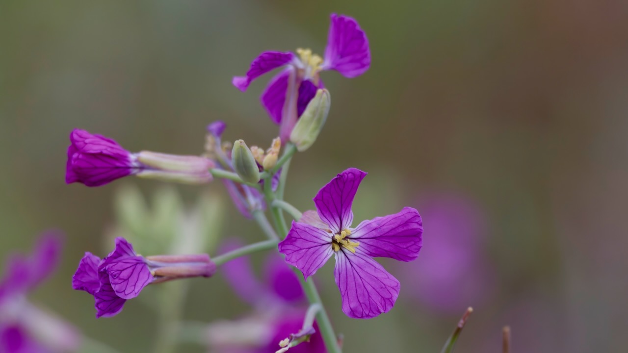 Wild radish