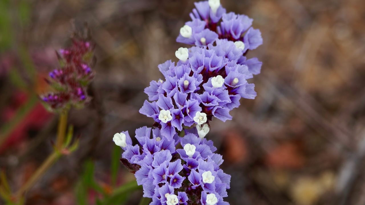 Perennial sea-lavender