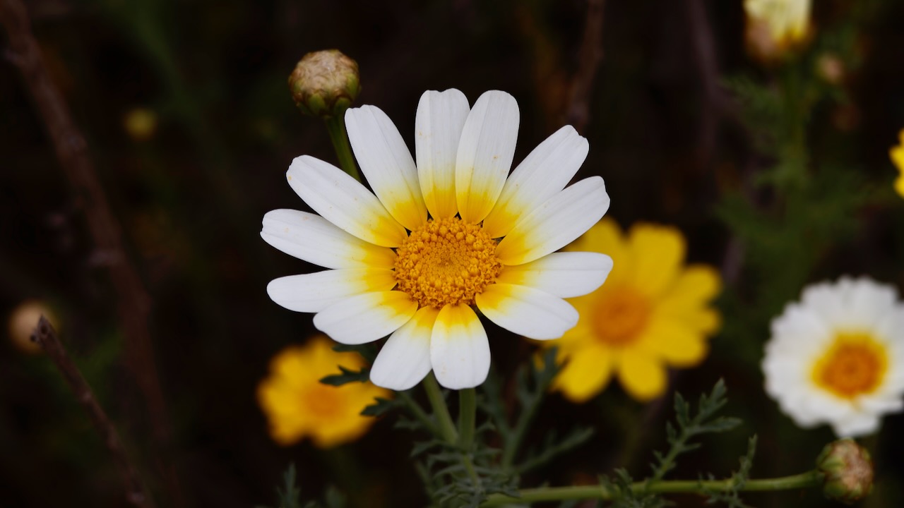 Crown Daisy