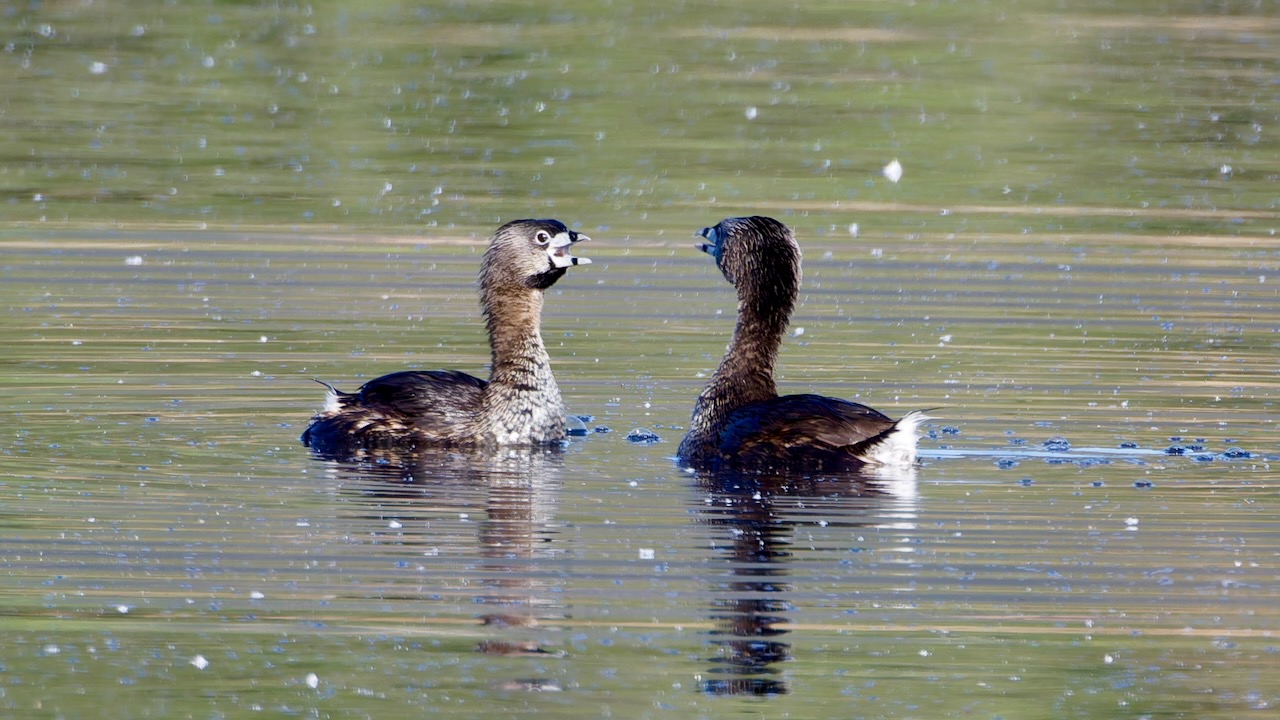 Eared Grebes