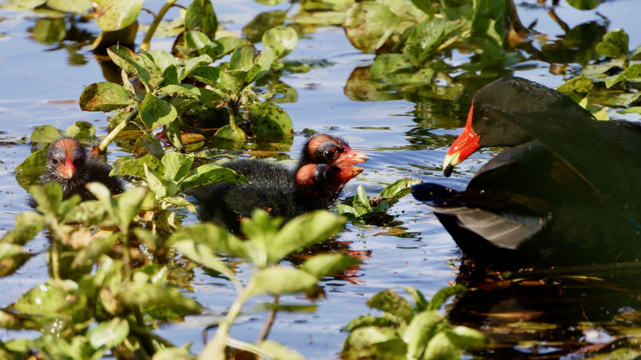 Common Gallinule with chicks