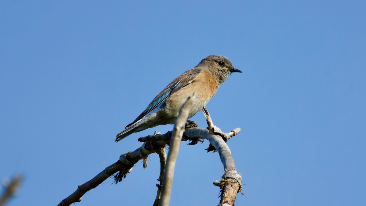 Western Bluebird