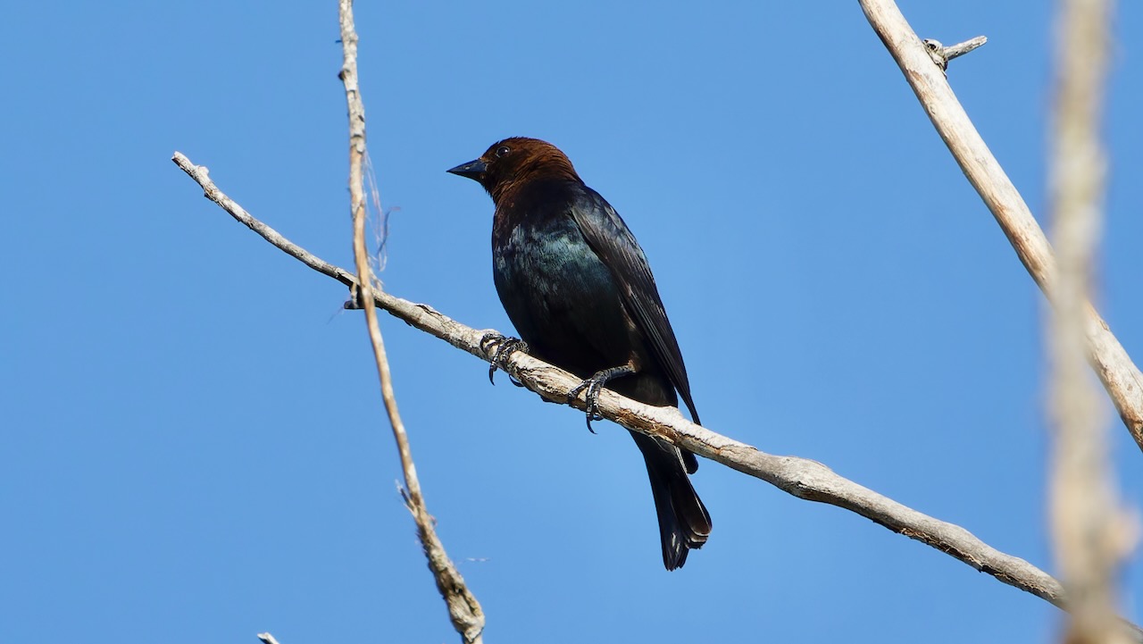 Brown-headed Cowbird