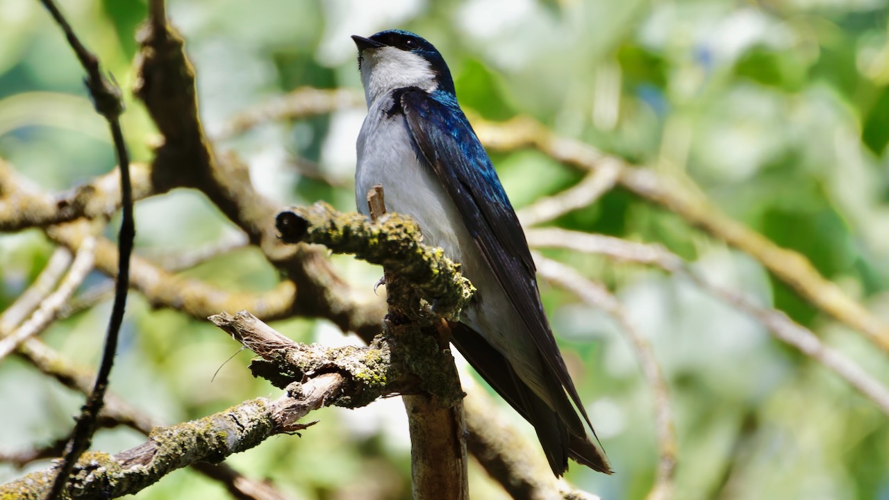 Tree Swallow