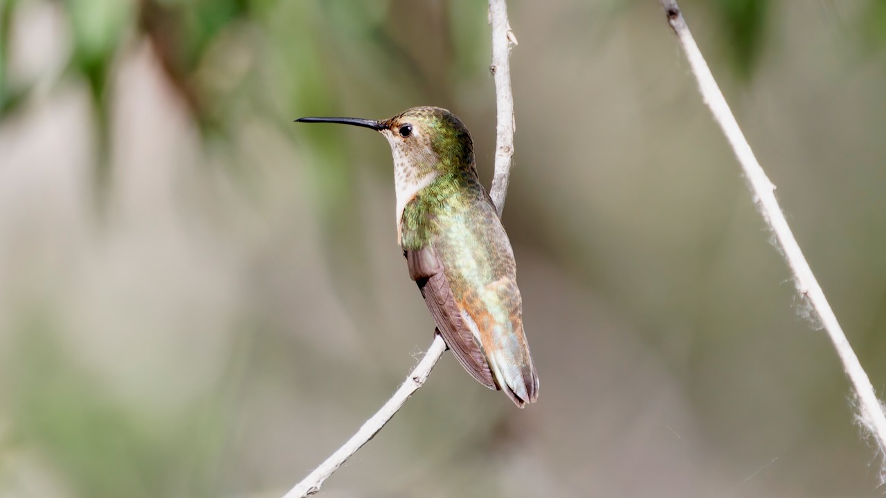 Allen’s Hummingbird