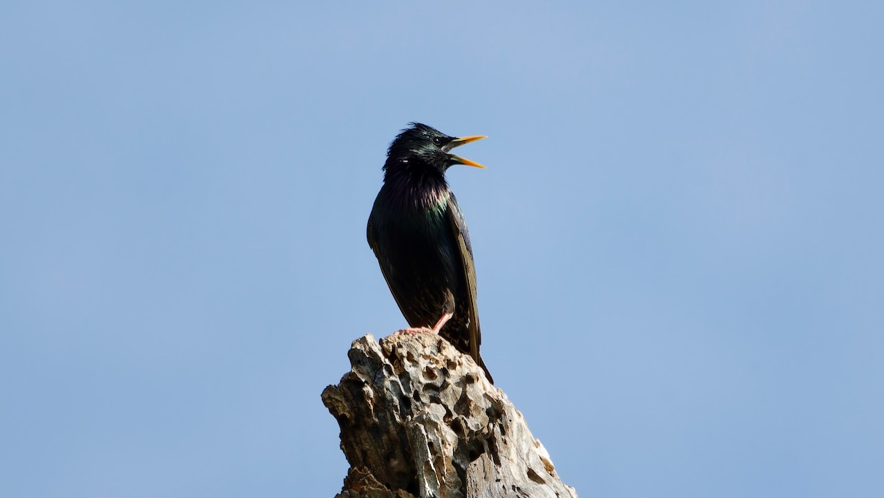 European Starling