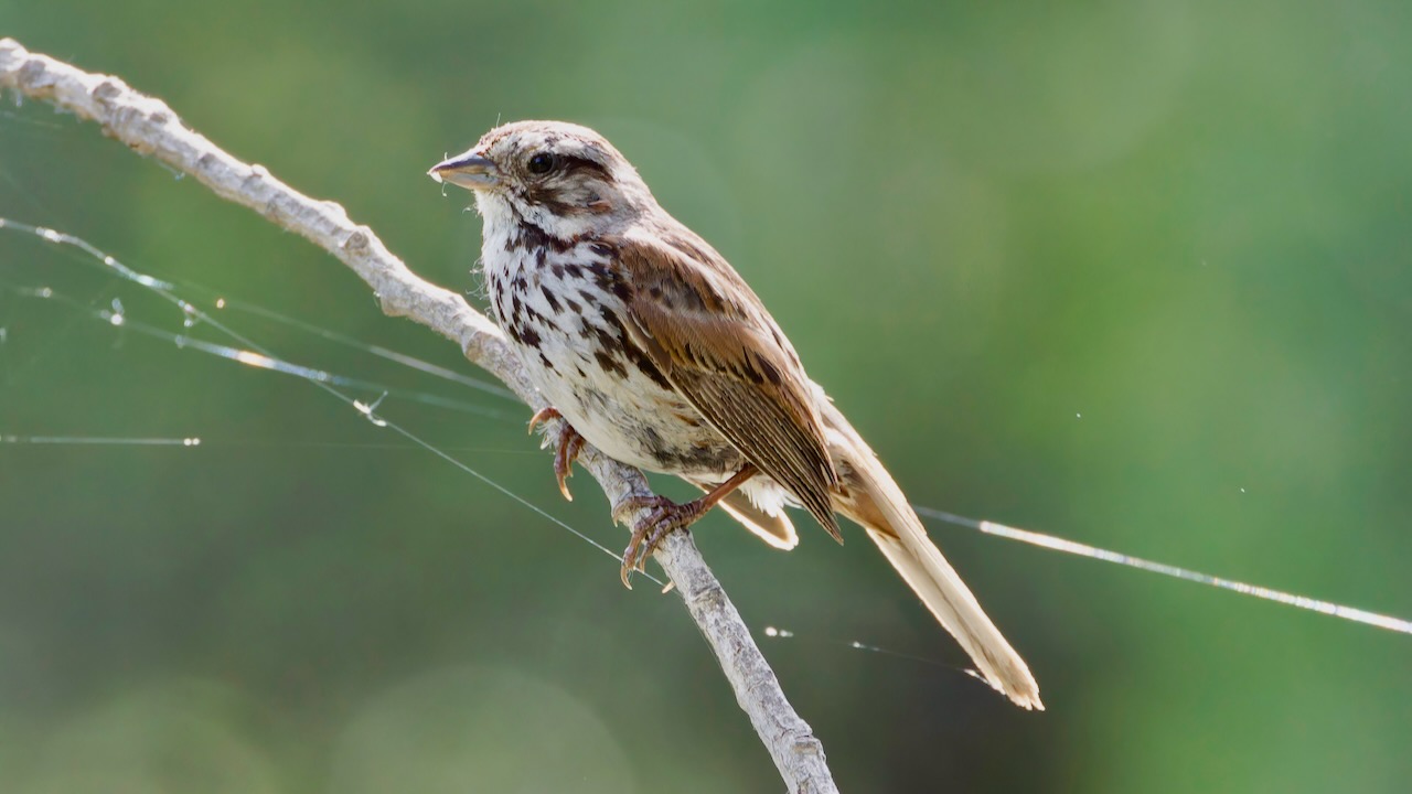 Song Sparrow