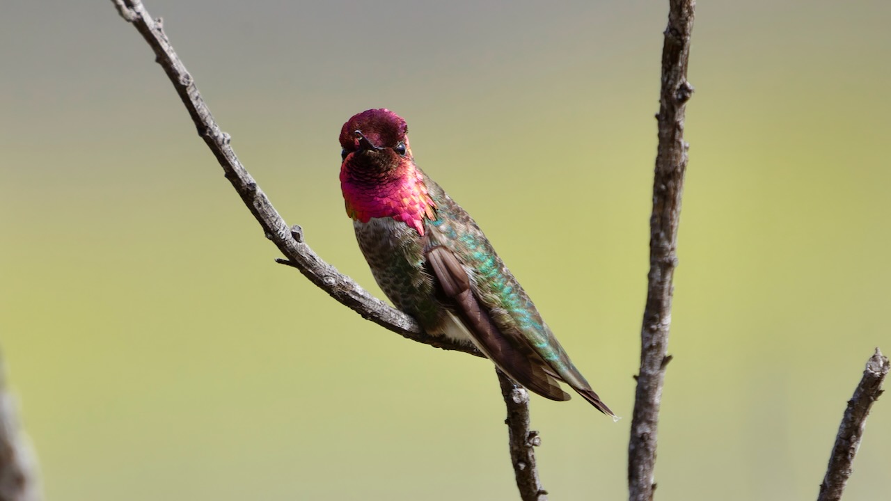 Anna’s Hummingbird