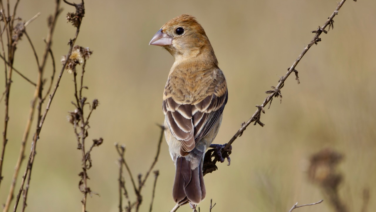 Blue Grosbeak (Female)