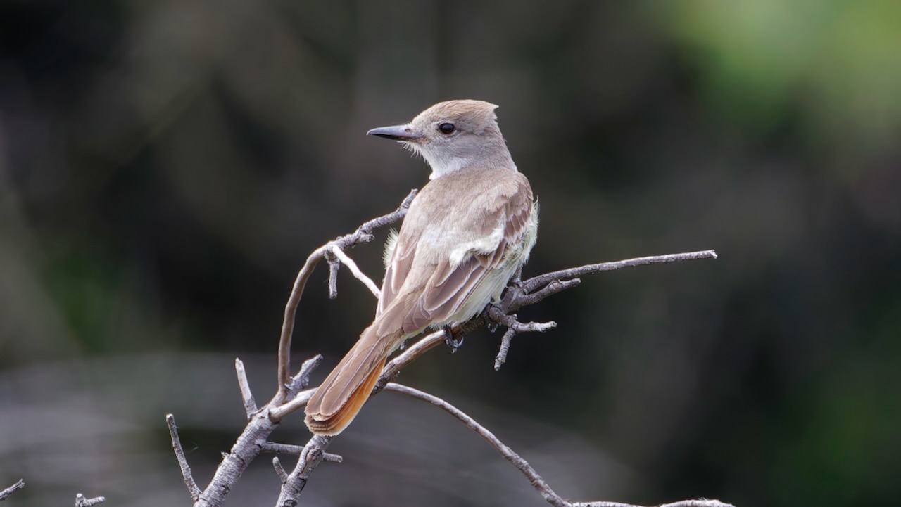Ash-throated Flycatcher