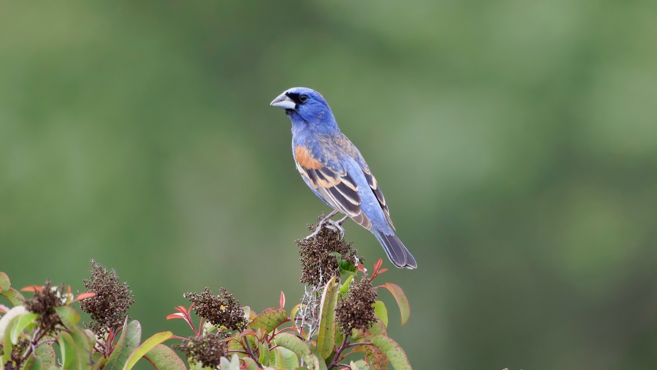 Blue Grosbeak (Male)